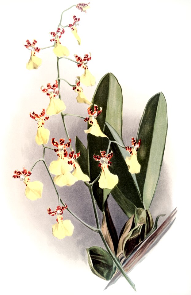Oncidium splendidum from Reichenbachia Orchids (1888-1894) illustrated by Frederick Sander (1847-1920).