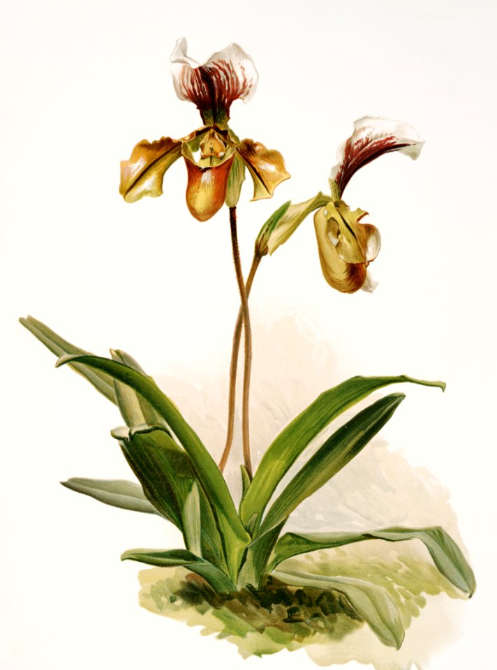 Cypripedium (hybridum) calypso from Reichenbachia Orchids (1888-1894) illustrated by Frederick Sander (1847-1920).