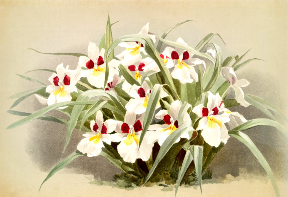 Odontoglossum roezlii from Reichenbachia Orchids (1888-1894) illustrated by Frederick Sander (1847-1920).