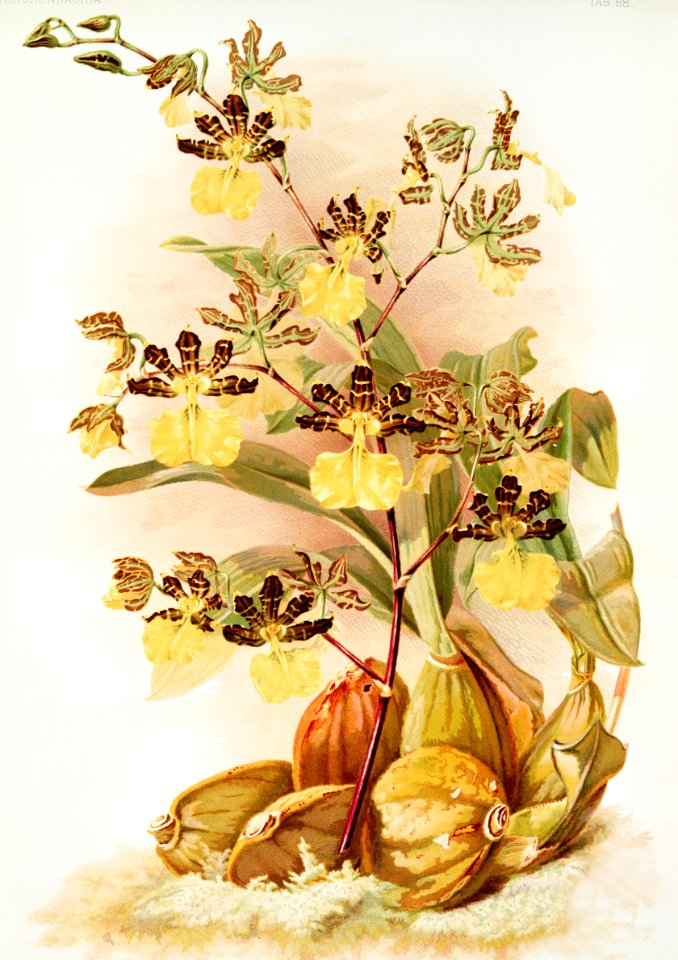 Oncidium tigrinum from Reichenbachia Orchids (1888-1894) illustrated by Frederick Sander (1847-1920).