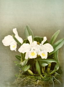 Cattleya trianæ alba from Reichenbachia Orchids (1888-1894) illustrated by Frederick Sander (1847-1920).
