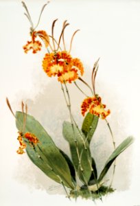 Oncidium kramerianum from Reichenbachia Orchids (1888-1894) illustrated by Frederick Sander (1847-1920).