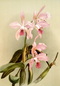 Cattleya victoria regina from Reichenbachia Orchids (1888-1894) illustrated by Frederick Sander (1847-1920).. Free illustration for personal and commercial use.