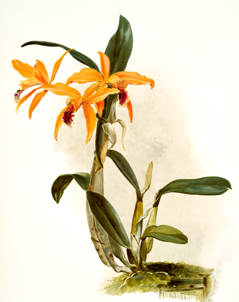 Hybrid of laelia and cattleya species (Lælio-cattleya hybrida phoebe) from Reichenbachia Orchids (1888-1894) illustrated by Frederick Sander (1847-1920).