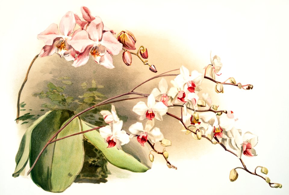 Phalænopsis sanderiana, Phalænopsis intermedia portei from Reichenbachia Orchids (1888-1894) illustrated by Frederick Sander (1847-1920).