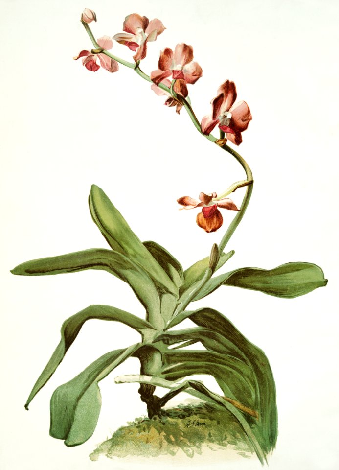 Marriott's Phalaenopsis (Vanda parishii var marriottiana) from Reichenbachia Orchids (1888-1894) illustrated by Frederick Sander (1847-1920).