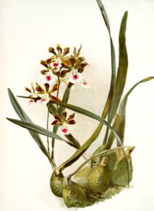 Rand's Encyclia (Epidendrum atro-purpureum var randianum) from Reichenbachia Orchids (1888-1894) illustrated by Frederick Sander (1847-1920).