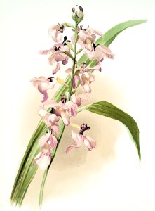 Lissochilus giganteus from Reichenbachia Orchids (1888-1894) illustrated by Frederick Sander (1847-1920).