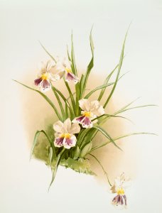 Miltonia phalænopsis from Reichenbachia Orchids (1888-1894) illustrated by Frederick Sander (1847-1920).