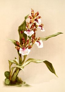 Zygopetalum crinitum from Reichenbachia Orchids (1888-1894) illustrated by Frederick Sander (1847-1920).
