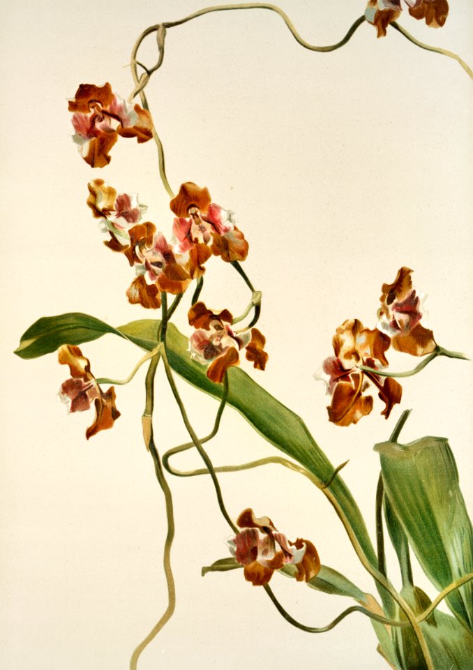 Oncidium superbiens from Reichenbachia Orchids (1888-1894) illustrated by Frederick Sander (1847-1920).