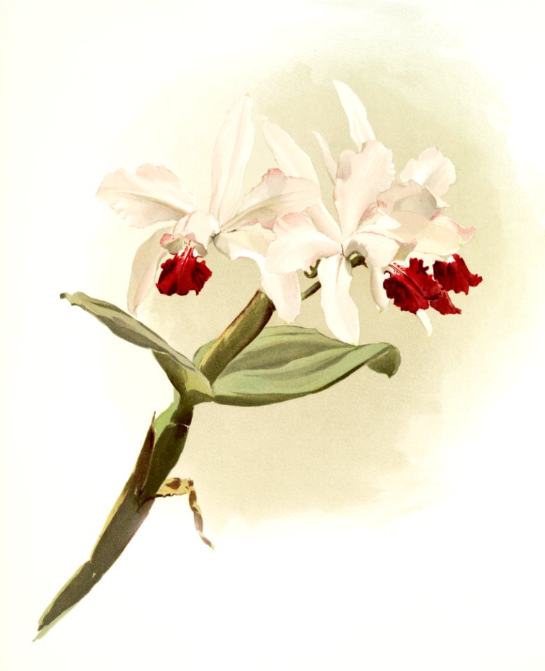 Lælia hybrida behrensiana from Reichenbachia Orchids (1888-1894) illustrated by Frederick Sander (1847-1920).