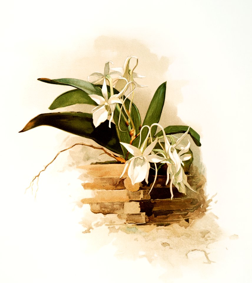 Angræcum humblotii from Reichenbachia Orchids (1888-1894) illustrated by Frederick Sander (1847-1920).