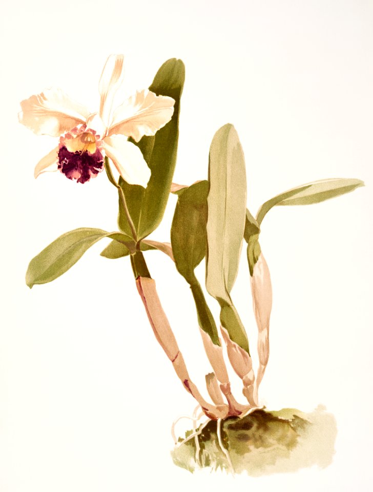 Cattleya (hybrida) parthenia from Reichenbachia Orchids (1888-1894) illustrated by Frederick Sander (1847-1920).