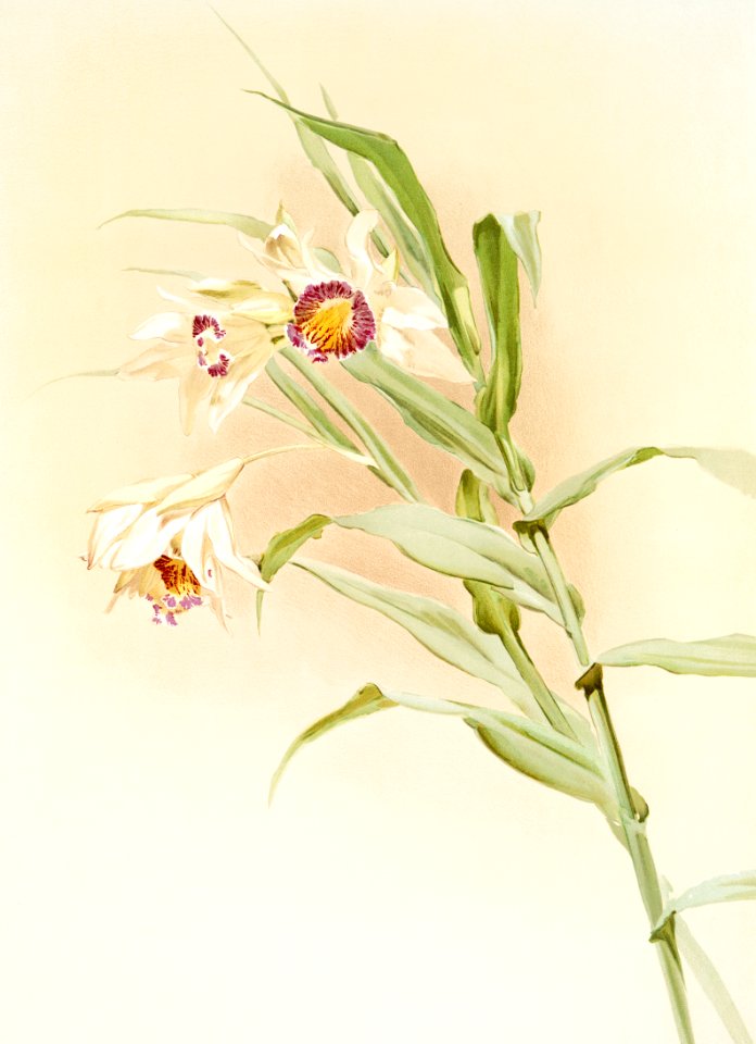 Thunia brymeriana from Reichenbachia Orchids (1888-1894) illustrated by Frederick Sander (1847-1920).