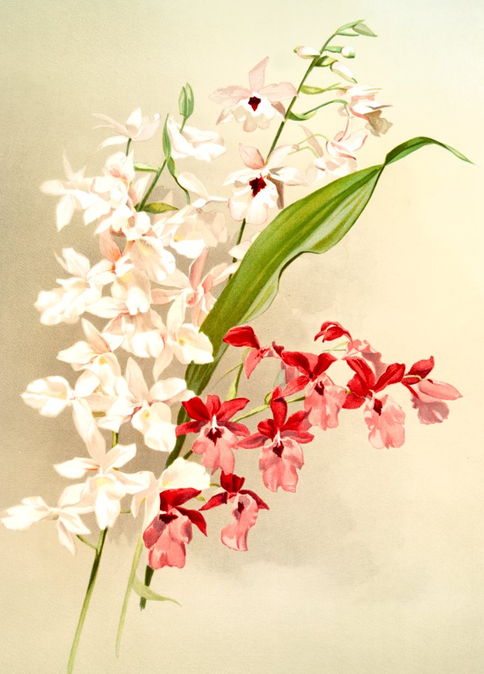 Hybrid calanthes, victoria regina, bella and burfordiense from Reichenbachia Orchids (1888-1894) illustrated by Frederick Sander (1847-1920).