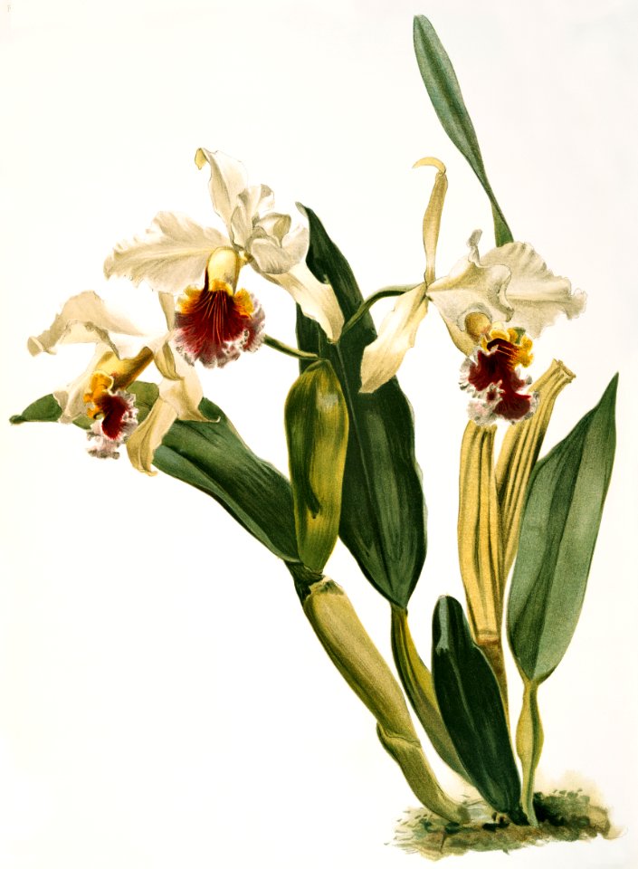 Cattleya rex from Reichenbachia Orchids (1888-1894) illustrated by Frederick Sander (1847-1920).