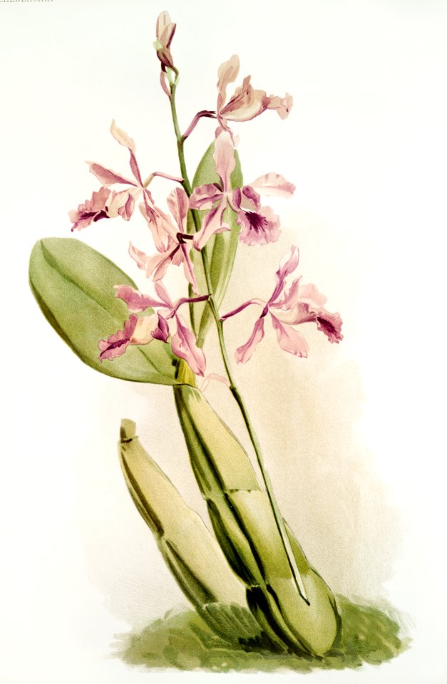 Schomburgkia sanderiana from Reichenbachia Orchids (1888-1894) illustrated by Frederick Sander (1847-1920).