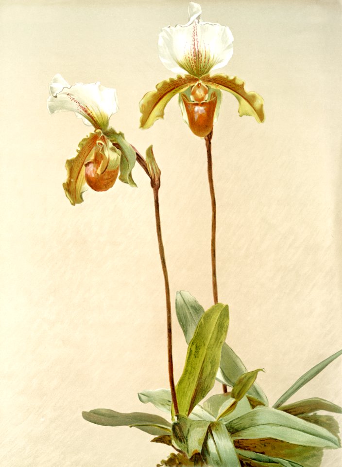 Cypripedium leeanum var giganteum from Reichenbachia Orchids (1888-1894) illustrated by Frederick Sander (1847-1920).