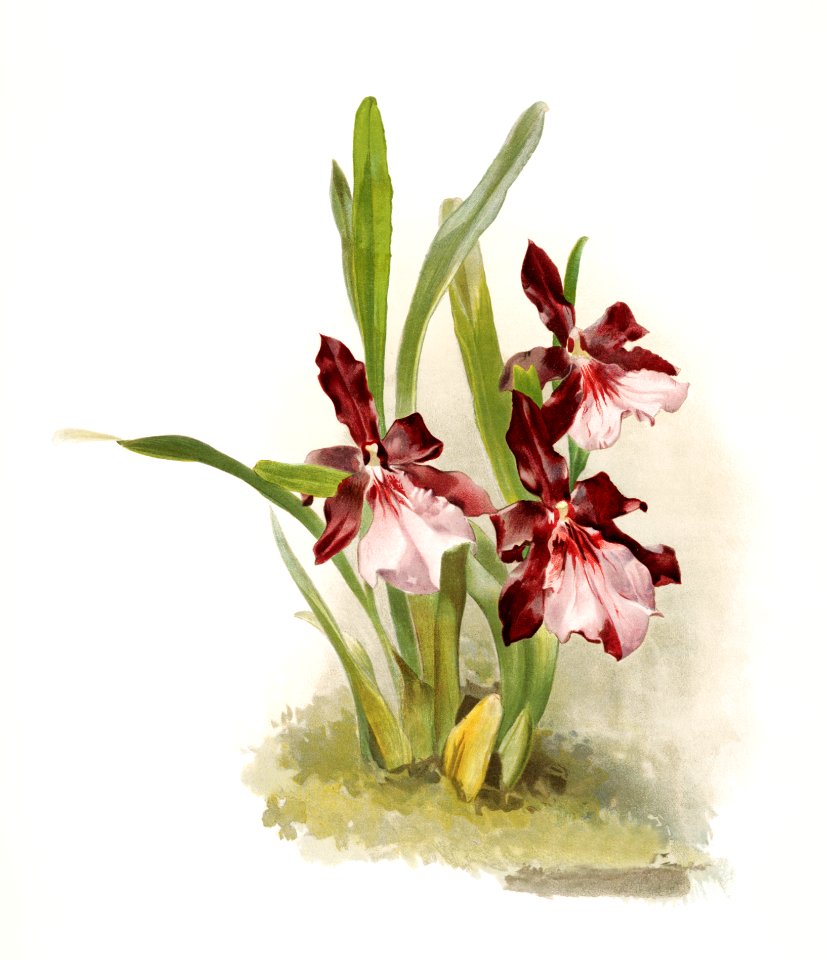 Miltonia moreliana from Reichenbachia Orchids (1888-1894) illustrated by Frederick Sander (1847-1920).