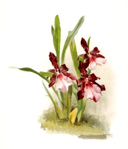 Miltonia moreliana from Reichenbachia Orchids (1888-1894) illustrated by Frederick Sander (1847-1920).