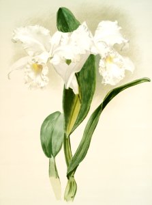 Cattleya mendelii quorndon house var from Reichenbachia Orchids (1888-1894) illustrated by Frederick Sander (1847-1920).. Free illustration for personal and commercial use.