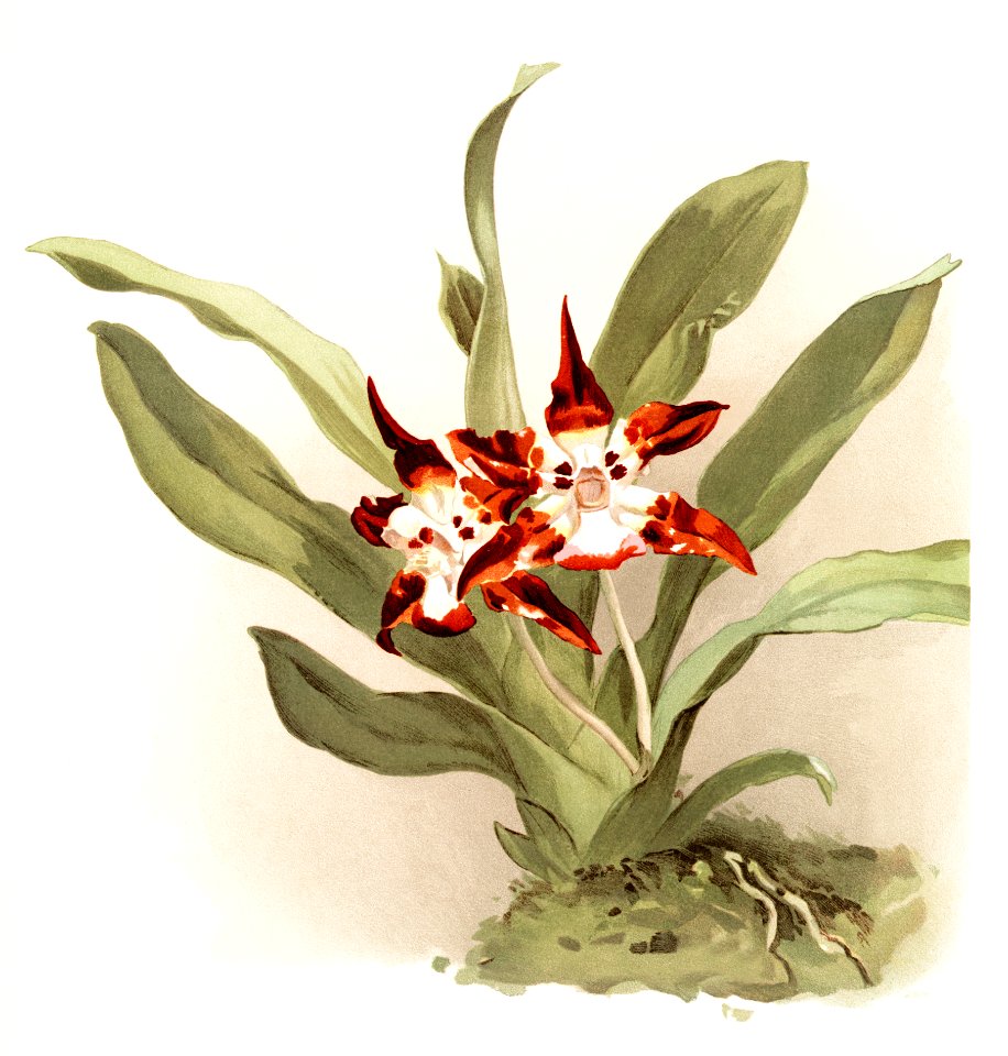 Zygopetalum burtii from Reichenbachia Orchids (1888-1894) illustrated by Frederick Sander (1847-1920).