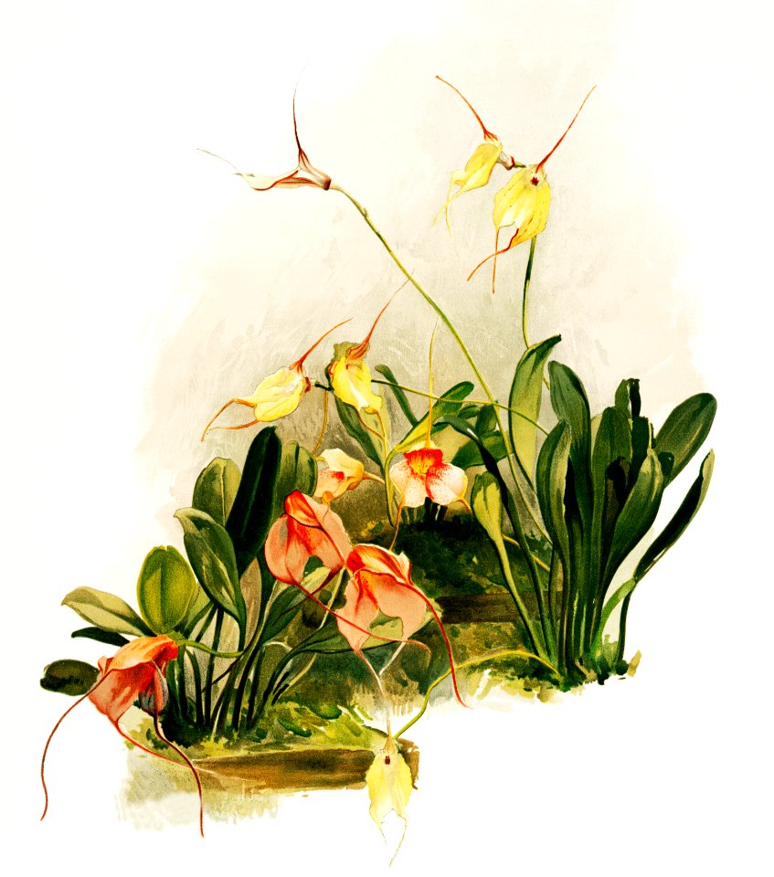 Hybrid masdevallias courtauldiana, geleniana and measuresiana from Reichenbachia Orchids (1888-1894) illustrated by Frederick Sander (1847-1920).