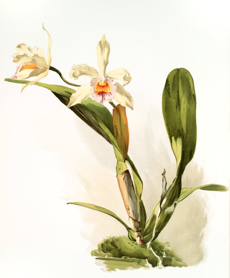 Hybrid of Laelio and Cattleya (Lælio-cattleya honble Mrs. Astor) from Reichenbachia Orchids (1888-1894) illustrated by Frederick Sander (1847-1920).