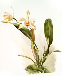 Hybrid of Laelio and Cattleya (Lælio-cattleya honble Mrs. Astor) from Reichenbachia Orchids (1888-1894) illustrated by Frederick Sander (1847-1920).