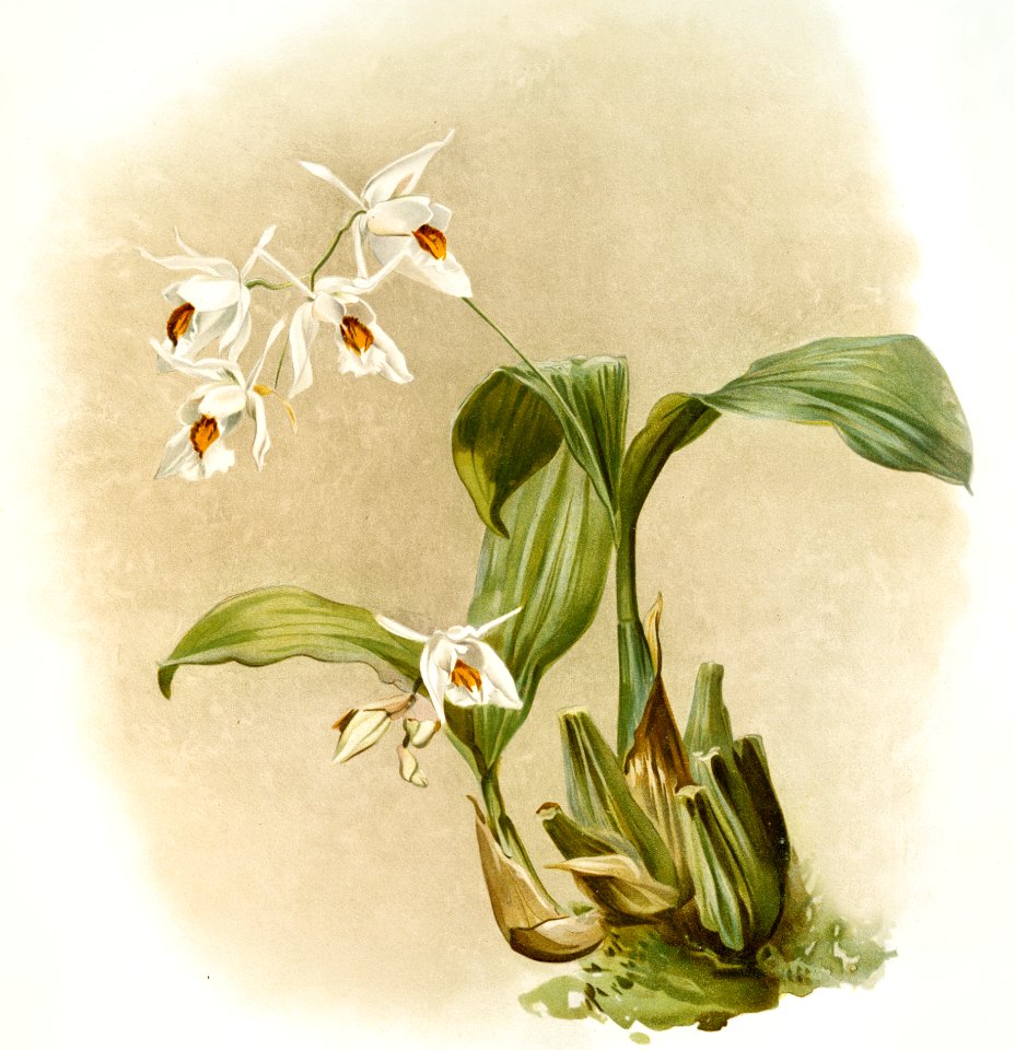 Coelogyne sanderæ from Reichenbachia Orchids (1888-1894) illustrated by Frederick Sander (1847-1920).