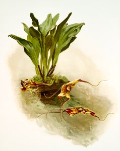 Masdevallia chimæra var mooreana from Reichenbachia Orchids (1888-1894) illustrated by Frederick Sander (1847-1920).. Free illustration for personal and commercial use.