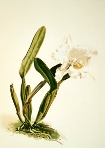 Cattleya lueddemanniana alba from Reichenbachia Orchids (1888-1894) illustrated by Frederick Sander (1847-1920).