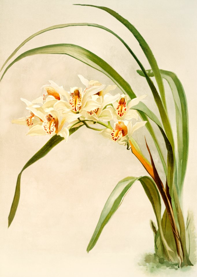 Cymbidium (hybridum) winnianum from Reichenbachia Orchids (1888-1894) illustrated by Frederick Sander (1847-1920).