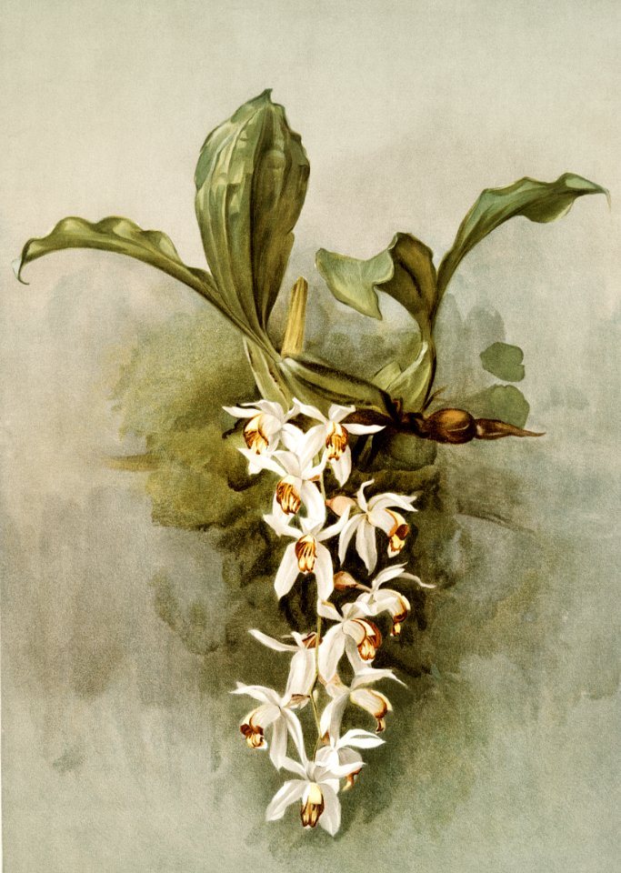Swain's Coelogyne (Coelogyne swaniana) from Reichenbachia Orchids (1888-1894) illustrated by Frederick Sander (1847-1920).