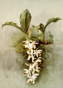 Swain's Coelogyne (Coelogyne swaniana) from Reichenbachia Orchids (1888-1894) illustrated by Frederick Sander (1847-1920).