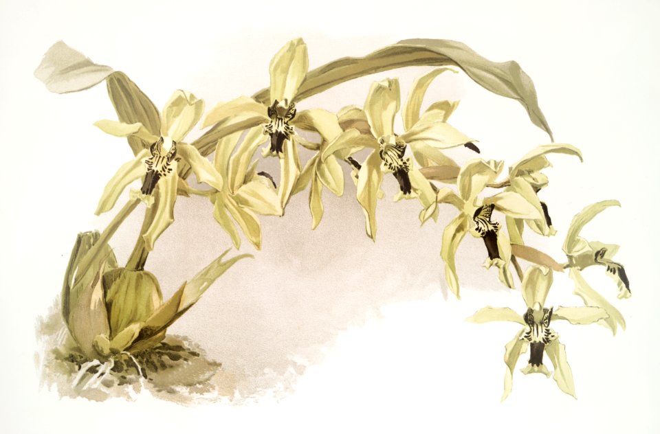 Coelogyne pandurata from Reichenbachia Orchids (1888-1894) illustrated by Frederick Sander (1847-1920).