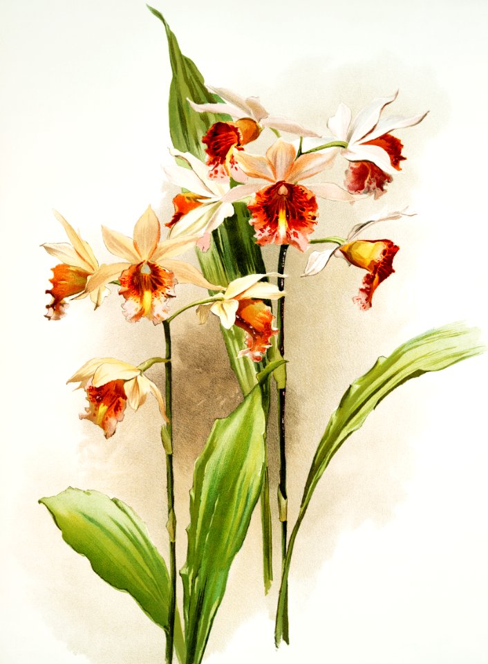 Hybrid of Phaius and Amabilis (Phaius hybridus amabilis) and Hybrid of Phaius and marthiæ (Marthi phaius hybridus marthiæ) from Reichenbachia Orchids (1888-1894) illustrated by Frederick Sander (1847-1920).