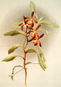 Arachnanthe clarkei from Reichenbachia Orchids (1888-1894) illustrated by Frederick Sander (1847-1920).. Free illustration for personal and commercial use.