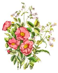 Canadian Wild Flowers (1869) Plate VII: 1. Rosa Blanda (Early Wild Rose) and 2. Pentstemon Pubescens (Penstemon Beard Tongue) by Agnes Fitz Gibbon and Catharine Parr Traill.. Free illustration for personal and commercial use.