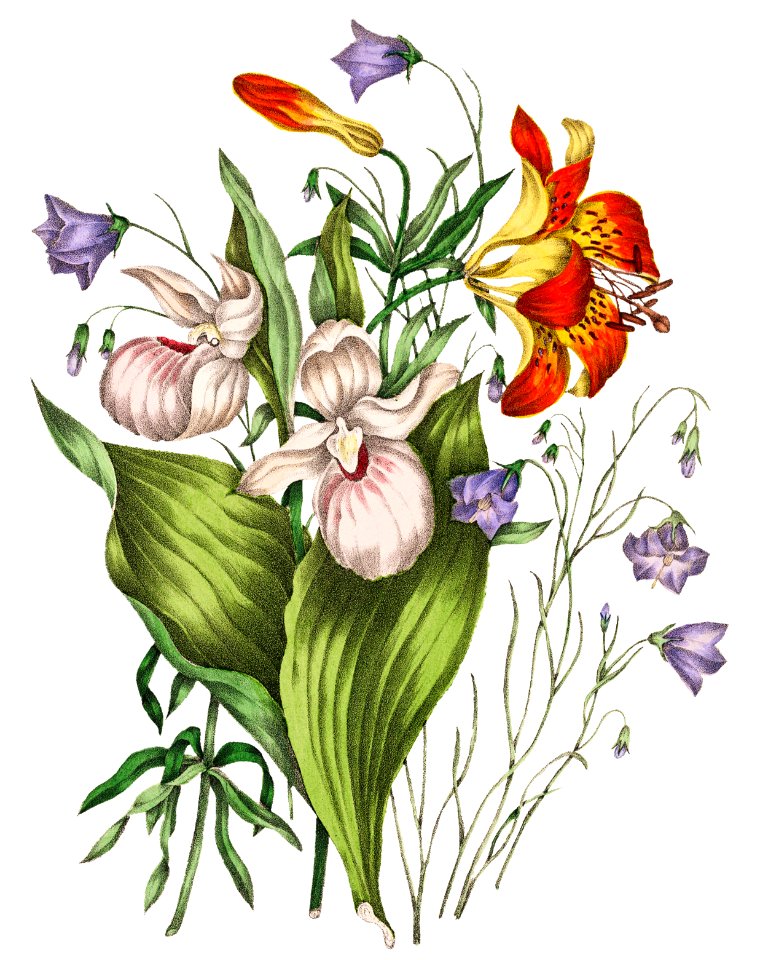 Canadian Wild Flowers (1869) Plate V: 1. Lilium Philadelphicum (Wild Orange Red Lily) 2. Campanula Rotundifolia (Harebell) and 3. Cypripedium Spectabile (Showy Ladys Slipper) by Agnes Fitz Gibbon and Catharine Parr Traill.