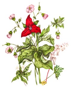 Canadian Wild Flowers (1869) Plate IV: 1. Dicentra Canadensis (Squirrel Corn) 2. Trillium erectum (Purple Trillium) 3. Geranium maculatum (Wild Geranium) and 4. Trientalis Americana (Starflower) by Agnes Fitz Gibbon and Catharine Parr Traill.