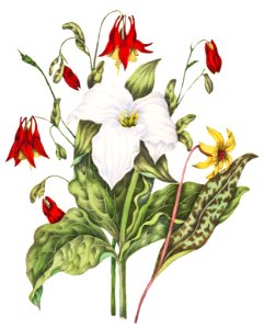 Canadian Wild Flowers (1869) Plate III: 1. Erythronium Americanum (Yellow Adders Tongue) 2. Trillium Grandiflorum (Large White Trillium) and 3. Aquilegia Canadensis (Wild Columbine) by Agnes Fitz Gibbon and Catharine Parr Traill.. Free illustration for personal and commercial use.
