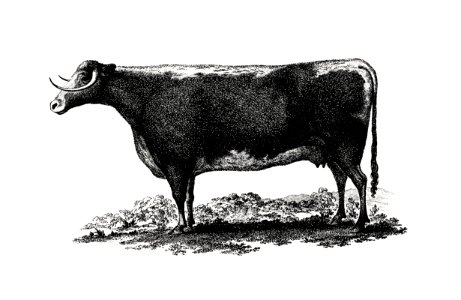 Vintage cow illustration.