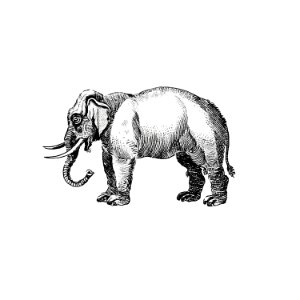 Vintage European style elephant engraving by Oliver Goldsmith (1775).