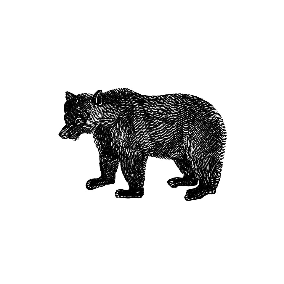 Vintage European style bear engraving from The Polar Regions Of The Western Continent Explored; Embracing A Geographical Account of Iceland, Greenland, The Islands of The Frozen Sea, and The Northern Parts of The American Continent by William Joseph Snelling (1831).