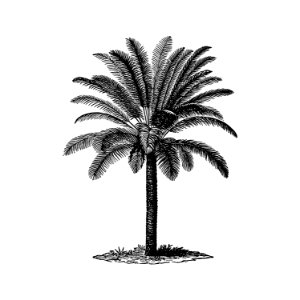 Vintage European style palm tree engraving by James Dwight Dana (1875).