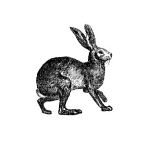 Vintage Victorian style rabbit engraving.