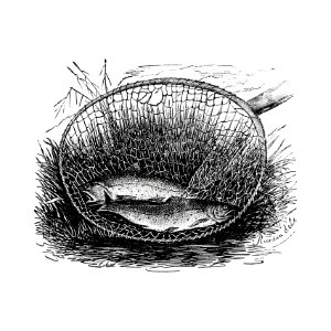 Two fishes caught on a net illustration from Canoe and camera a two hundred mile tour through the Maine forests by T.S. Steele (1880).. Free illustration for personal and commercial use.