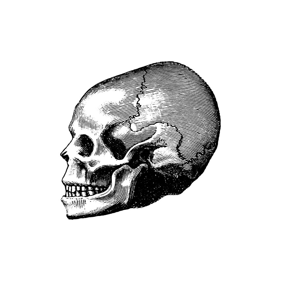 Vintage Victorian style skull engraving. - Traditional visual art under ...